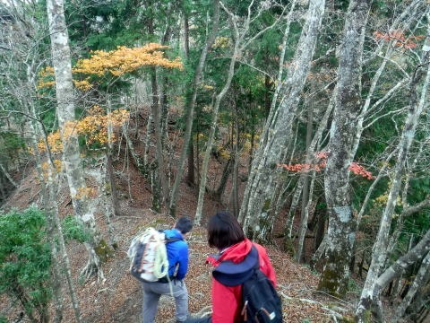 2023.11.18 丹沢 権現山(尾根歩き)