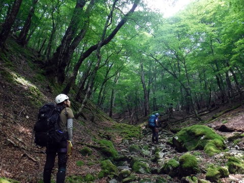 2021.7.31-8.1 大雲取谷(沢登り)