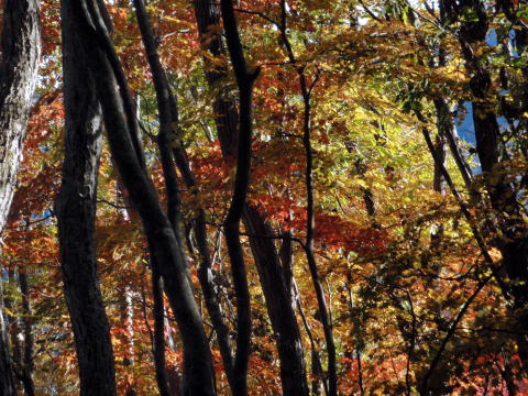 2012.11.4 サカリ山(尾根歩き)