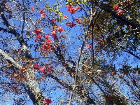 2021.11.27 滝子山(尾根歩き)