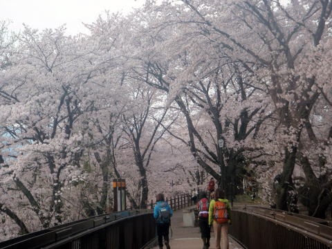 2012.4.15 ナットウ箱山(尾根歩き)
