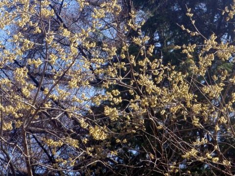 2012.4.15 ナットウ箱山(尾根歩き)