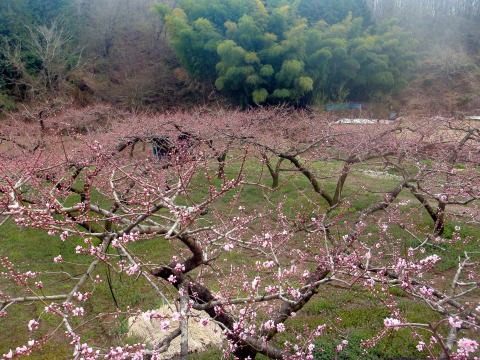 2012.4.15 ナットウ箱山(尾根歩き)
