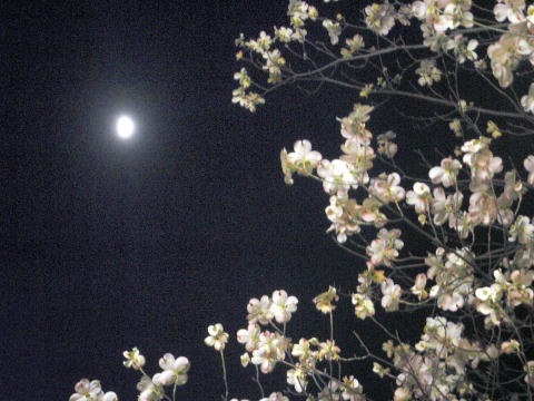 2012.4.30 丹沢・懸垂岩(岩トレ)