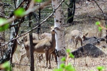 2012.5.5　乾徳山（尾根歩き）