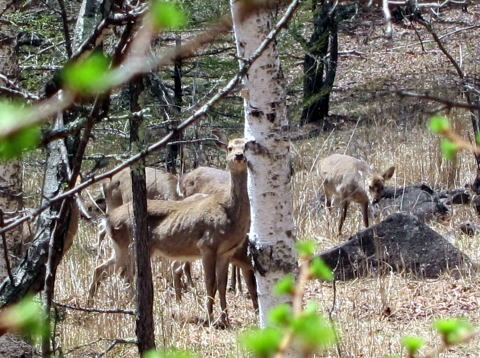 2012.5.5 乾徳山(尾根歩き)