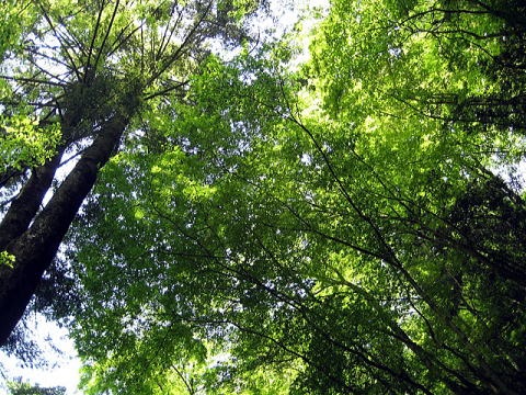 2012.5.20 真名井沢(沢登り)