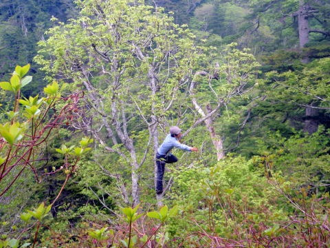 2012.5.26-27 赤湯(山菜採り)(イベント)