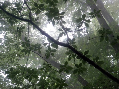 2012.6.3　日ノ出山（労山クリーンハイク）（イベント）