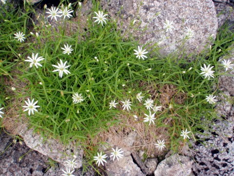 2012.7.28-29 正沢川細尾沢(沢登り)