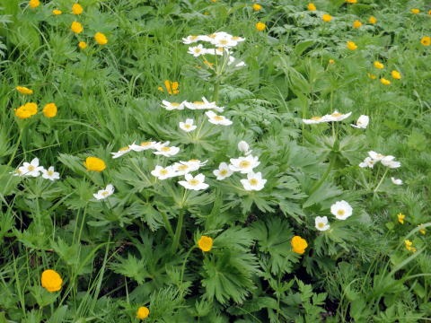2012.7.28-29 正沢川細尾沢(沢登り)