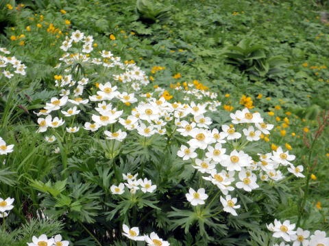 2012.7.28-29 正沢川細尾沢(沢登り)