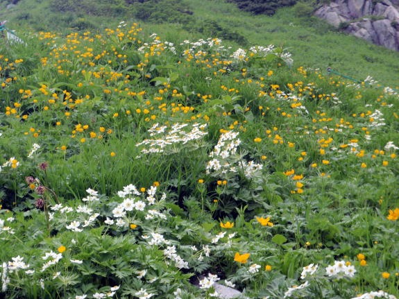 2012.7.28-29 正沢川細尾沢(沢登り)