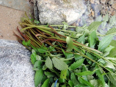 2012.8.11-14 和賀・生保内川(沢登り)