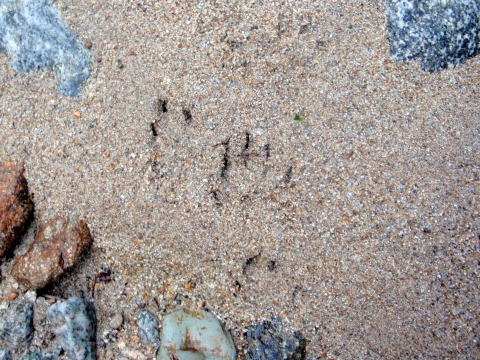 2012.8.11-14 和賀・生保内川(沢登り)