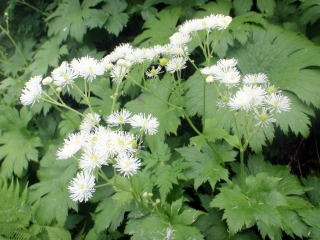 2012.8.11-14 和賀・生保内川(沢登り)