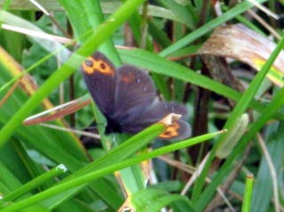 2012.8.11-14 和賀・生保内川(沢登り)