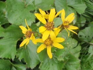2012.8.11-14 和賀・生保内川(沢登り)