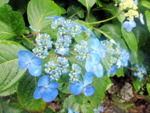 2012.8.11-14 和賀・生保内川(沢登り)