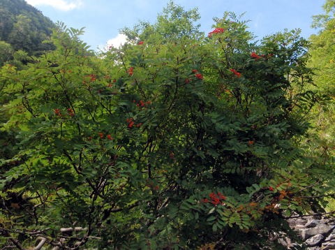 2012.9.15-17 南ア・赤石沢(沢登り)