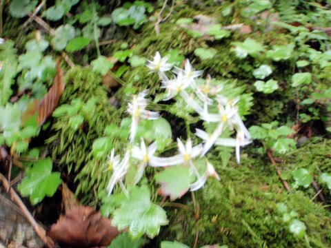 2012.9.22 峰谷川茂窪谷(沢登り)