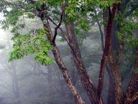 2012.9.22 峰谷川茂窪谷(沢登り)