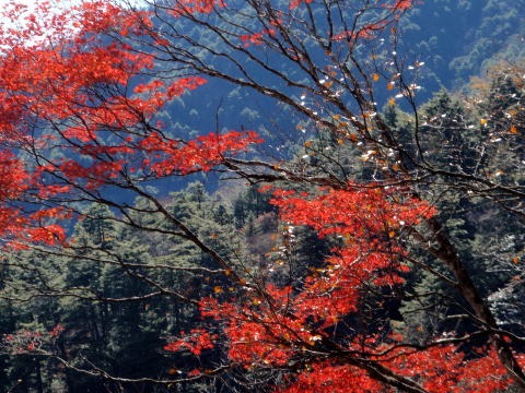 2012.11.4 サカリ山(尾根歩き)