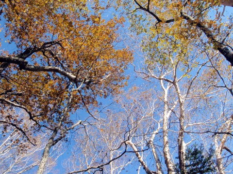 2012.11.4 サカリ山(尾根歩き)