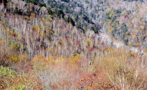 2012.11.4 サカリ山(尾根歩き)