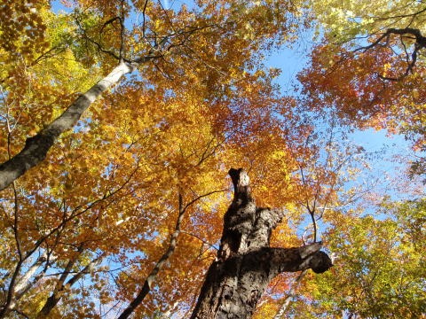 2012.11.4 サカリ山(尾根歩き)