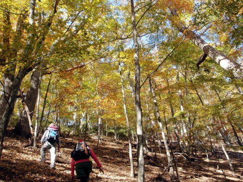 2012.11.4 サカリ山(尾根歩き)