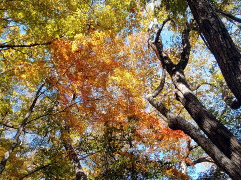 2012.11.4 サカリ山(尾根歩き)