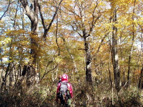 2012.11.4 サカリ山(尾根歩き)