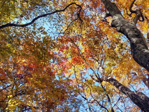 2012.11.4 サカリ山(尾根歩き)