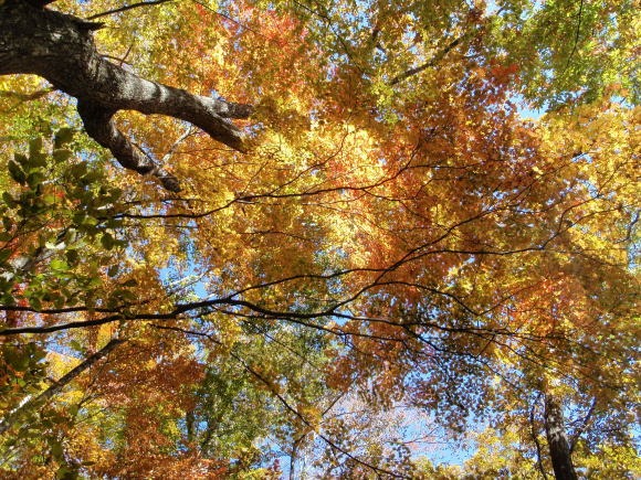 2012.11.4 サカリ山(尾根歩き)
