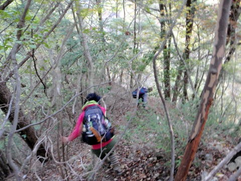 2012.11.4 サカリ山(尾根歩き)