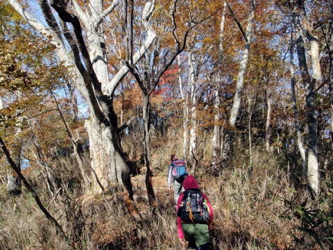 2012.11.4 サカリ山(尾根歩き)