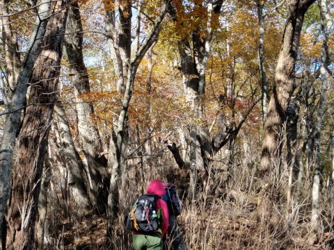 2012.11.4 サカリ山(尾根歩き)