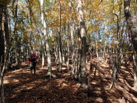 2012.11.4 サカリ山(尾根歩き)