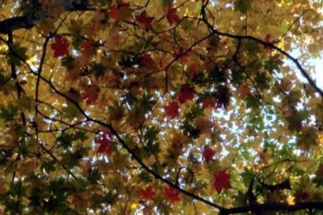 2012.11.4　サカリ山（尾根歩き）