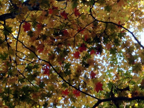2012.11.4 サカリ山(尾根歩き)