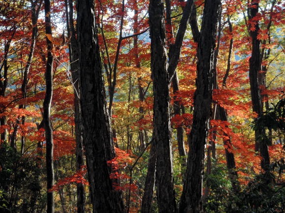 2012.11.4 サカリ山(尾根歩き)