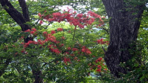 2019.5.26　源次郎沢（沢登り）
