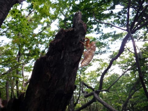 2019.6.16 笹子雁ヶ腹山(尾根歩き)
