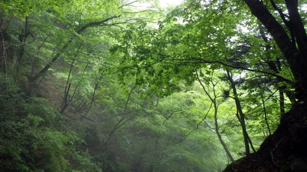 2019.6.22 マスキ嵐沢(沢登り)