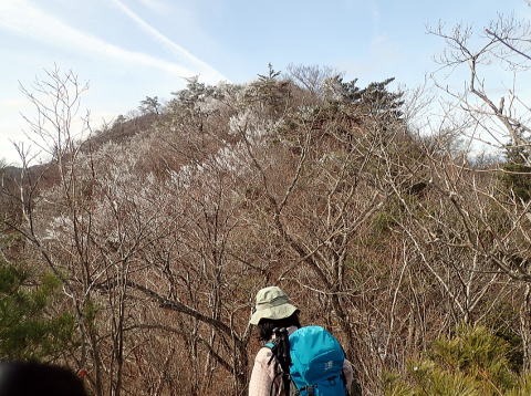 2019.2.10　本社ヶ丸（尾根歩き）