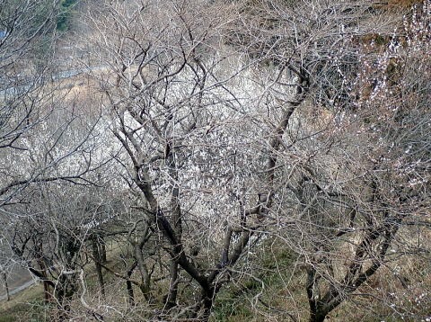 2019.3.2　三ノ塔（尾根歩き）