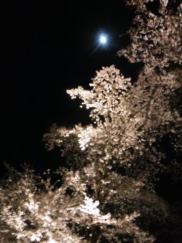 2023.4.1 ナットウ箱山(尾根歩き・イベント)