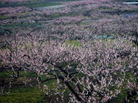 2023.4.1 ナットウ箱山(尾根歩き・イベント)
