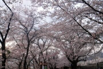 2023.4.1　ナットウ箱山（尾根歩き・イベント）